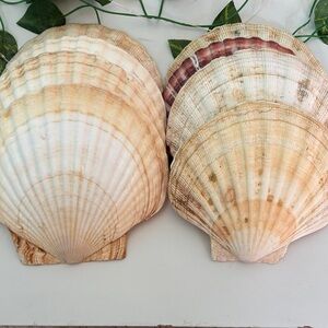 Natural Seashell Decor Set - lot of 8